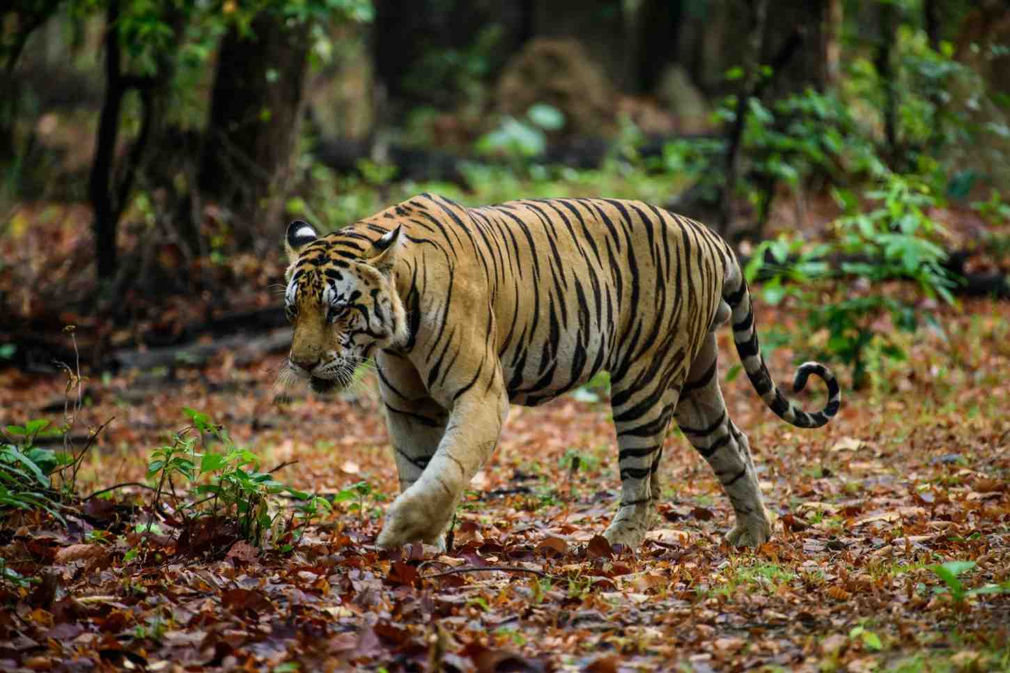 Bengal Tiger